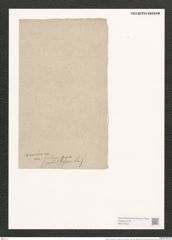 Synedra vaucheriae var. distans Grun. (de-Toni-Nr.: Genus 66, Species 2583) Zeichnungen Sammlung Grunow (NHMW-BOT-W0373502)